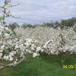 Apple Trees Blooming