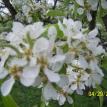 Pear Tree Flower