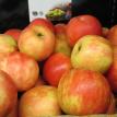 HONEYCRISP APPLES