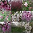 The Orchard in Bloom
