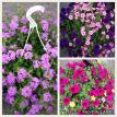 Assortment of hanging baskets