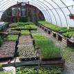 VEGETABLE GREENHOUSE-2008
