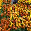 MARIGOLDS IN BLOOM